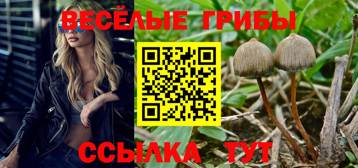Элиста  закладки  Псилоцибиновые грибы Psilocybe  Вход с VPN  Псилоцибиновые грибы GOLDEN TEACHER 